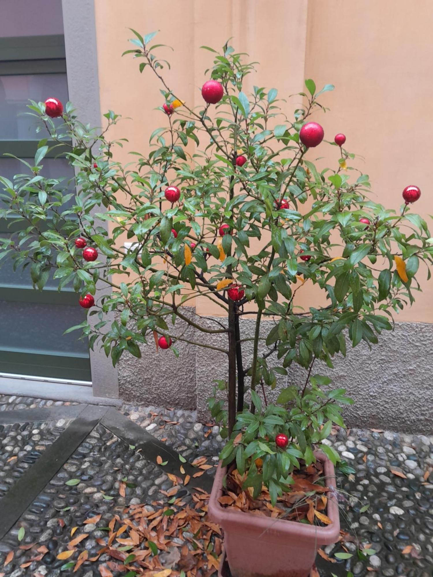 Apartamento La Corte Dei Cappuccini *